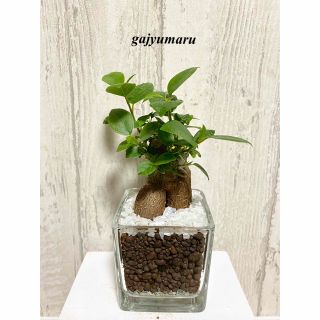 ガジュマル　観葉植物　ハイドロカルチャー(ドライフラワー)