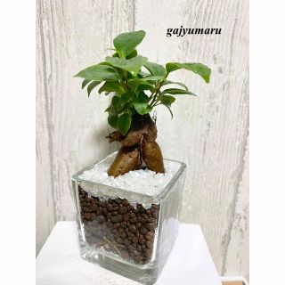 ガジュマル　観葉植物　ハイドロカルチャー(ドライフラワー)