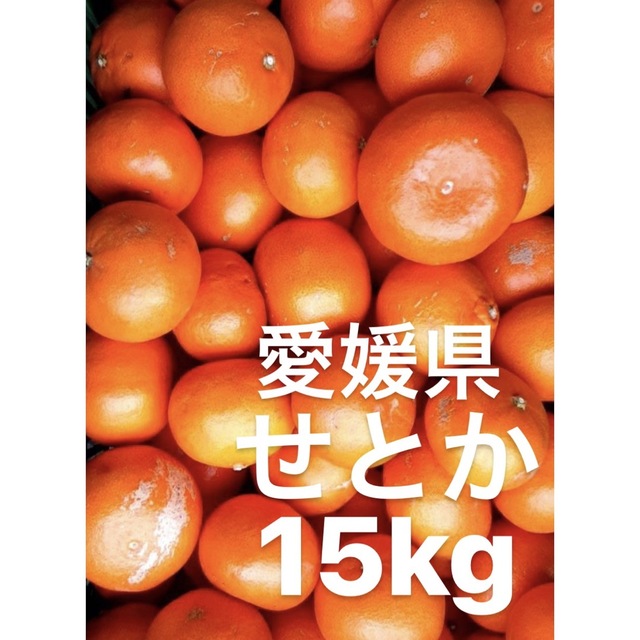 食品/飲料/酒愛媛県産　せとか　柑橘　　15kg