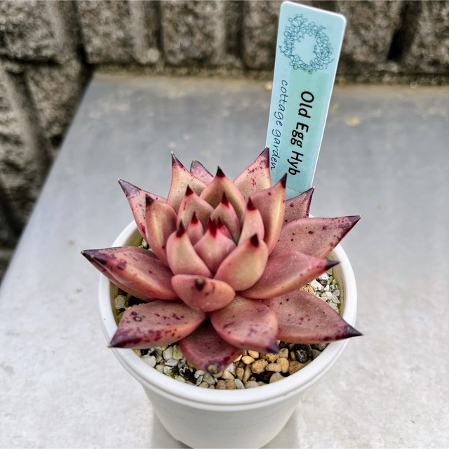 多肉植物 エケベリア オールドエッグhyb 札付き 抜き苗の通販 by 多肉植物 エケベリア オールドエッグhyb 札付き 抜き苗の通販 by
