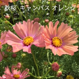 秋桜オレンジキャンパス花種(プランター)