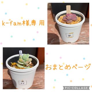 多肉植物<11 天使の雫　&<4 抜き苗(その他)