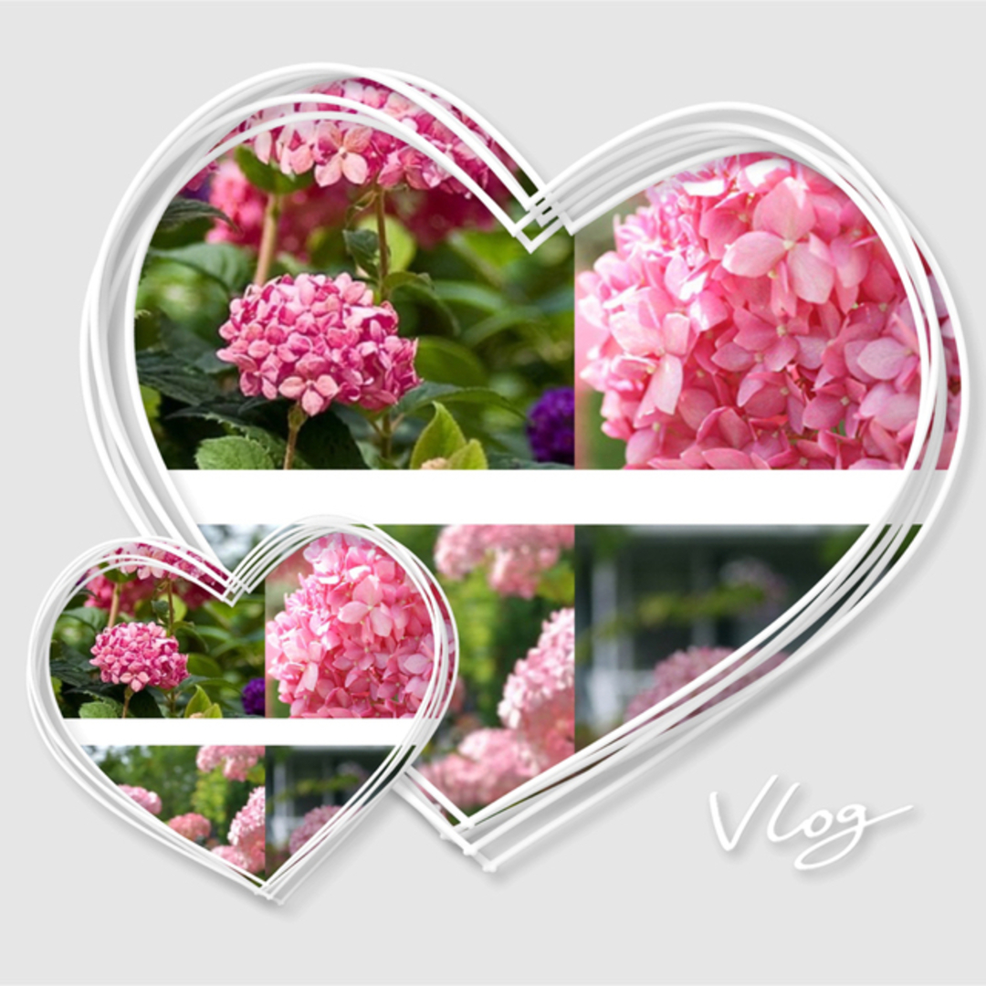 アナベル　   濃いピンク挿し枝　3本 ハンドメイドのフラワー/ガーデン(その他)の商品写真