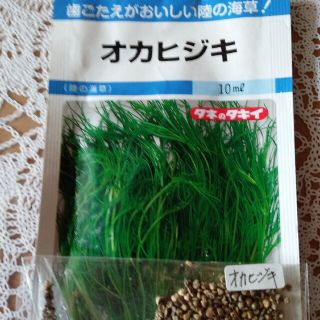 野菜種　オカヒジキ種　種子100粒以上　陸の海藻　正規品(野菜)