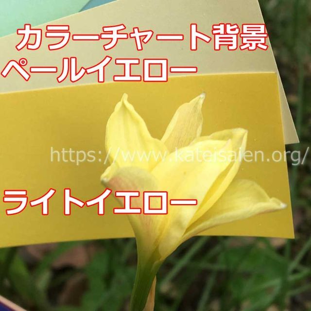 ■ゼフィランサス シトリナ 黄色い花の球根5球 イエロー レインリリー♪ ハンドメイドのフラワー/ガーデン(その他)の商品写真