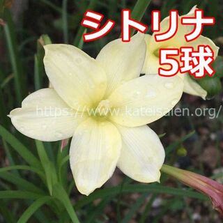 ■ゼフィランサス シトリナ 黄色い花の球根5球 イエロー レインリリー♪(その他)