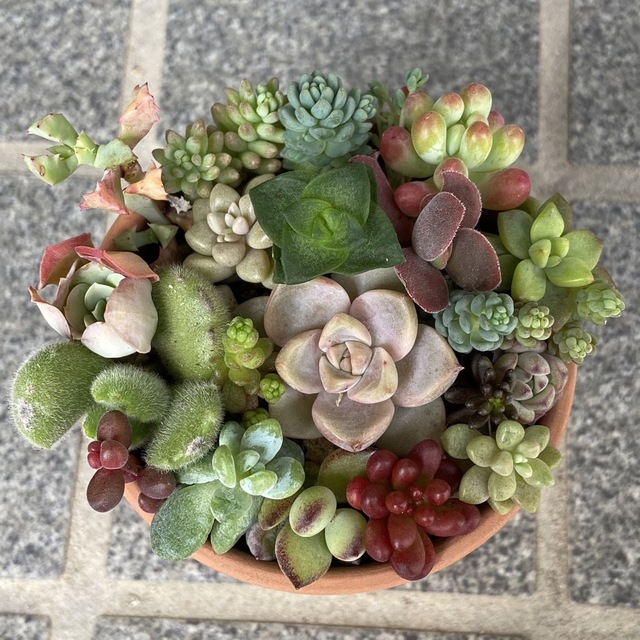 多肉植物 寄せ植えセット 苗のみ