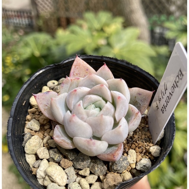 グリッド 多肉植物 抜き苗 韓国苗 www.cosmopolizza.com.br