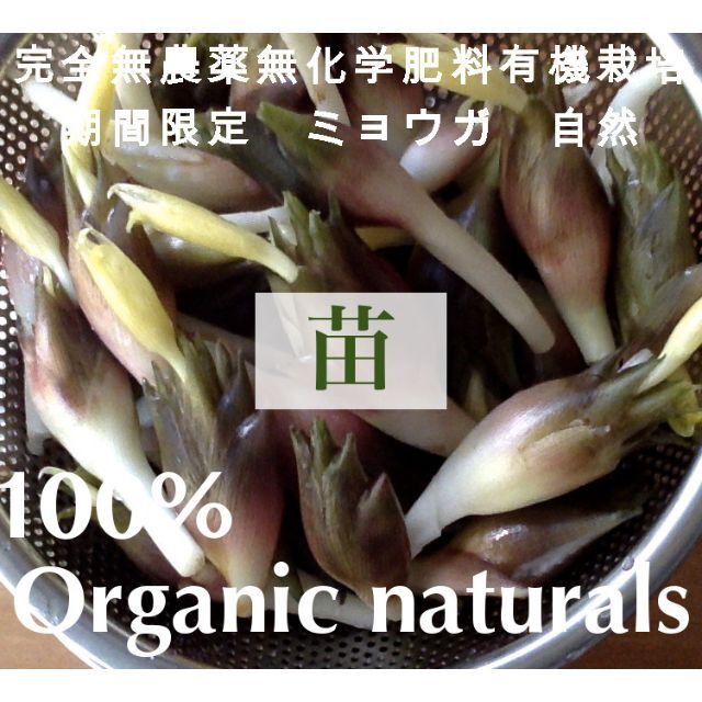 ミョウガ　苗　　自然栽培　オーガニック１００　無肥料不耕起栽培　ゆうパケット ハンドメイドのフラワー/ガーデン(その他)の商品写真