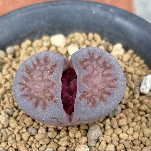 ゜'・:*☆。Lithops  紫福来＆青肌福来玉゜'・:*☆。 ハンドメイドのフラワー/ガーデン(その他)の商品写真