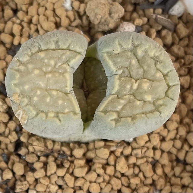 ゜'・:*☆。Lithops  紫福来＆青肌福来玉゜'・:*☆。 ハンドメイドのフラワー/ガーデン(その他)の商品写真