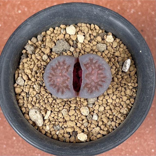 ゜'・:*☆。Lithops  紫福来＆青肌福来玉゜'・:*☆。 ハンドメイドのフラワー/ガーデン(その他)の商品写真