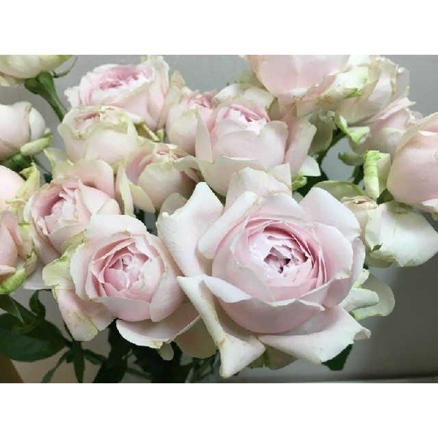 新 店舗 バラ 挿し木苗 切り花品種 シフォンV ame*様専用 ブランド買蔵:322353円 植物/ 観賞用花 切花品種 和バラ か⚪ん 苗