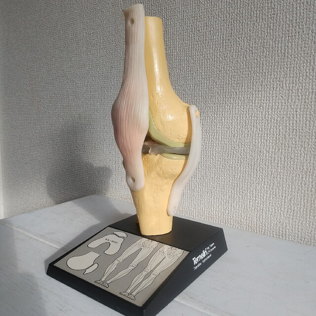 膝関節　模型　骨格標本