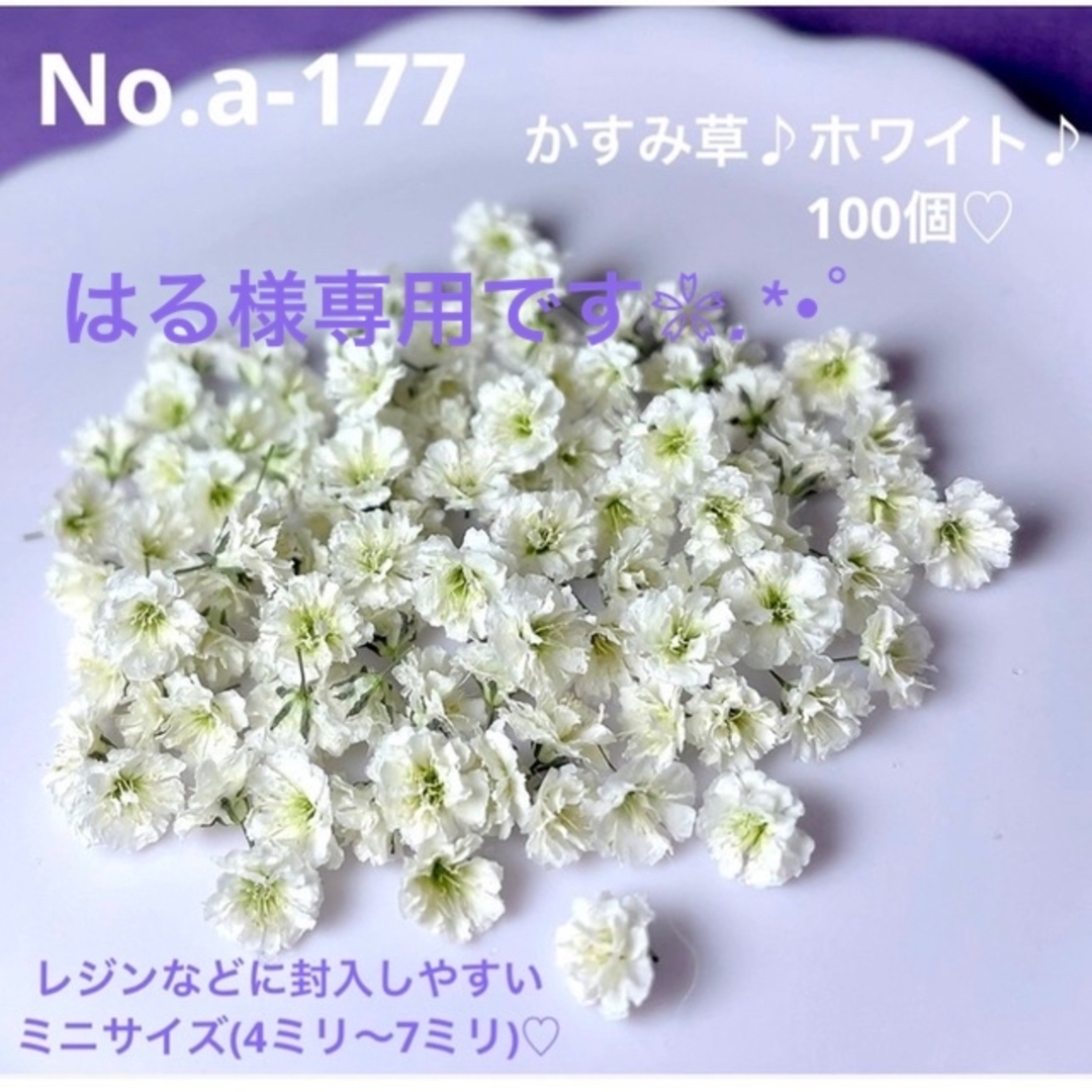 はる様専用ですNo.a-177 かすみ草♪ドライフラワー♪ミニサイズ100個
