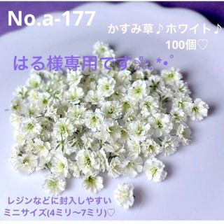 はる様専用ですNo.a-177 かすみ草♪ドライフラワー♪ミニサイズ100個
