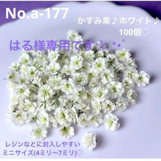 はる様専用ですNo.a-177 かすみ草♪ドライフラワー♪ミニサイズ100個♪(ドライフラワー)