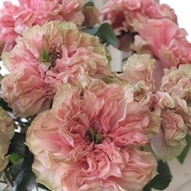 🌼切り花種バラ苗🌼アプリコット複色🌼フリフリ♪🌼ラ○ック🌼個性的🌼 ハンドメイドのフラワー/ガーデン(その他)の商品写真
