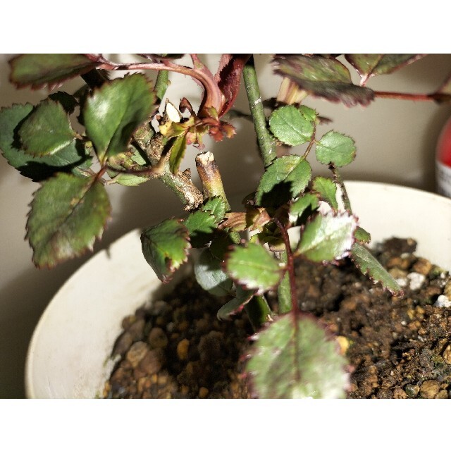 🌼切り花種バラ苗🌼アプリコット複色🌼フリフリ♪🌼ラ○ック🌼個性的🌼 ハンドメイドのフラワー/ガーデン(その他)の商品写真
