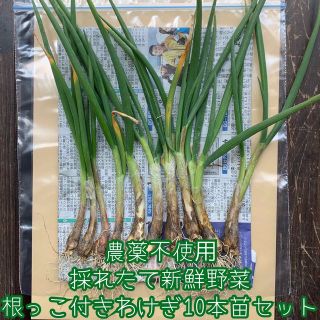 週末限定価格✨農薬不使用＊採れたて野菜＊根っこ付きわけぎ苗10本セット＊ネコポス(野菜)