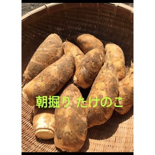 朝掘り たけのこ 1キロ(野菜)