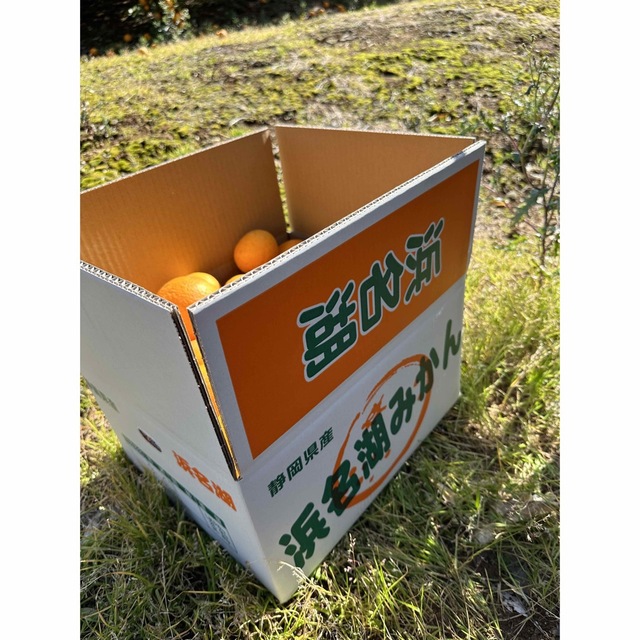 大好評！静岡県浜松産【清見】10キロ  わけあり 食品/飲料/酒の食品(フルーツ)の商品写真
