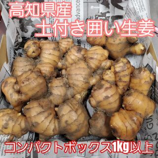 高知県産 土付き囲い生姜コンパクト①(野菜)