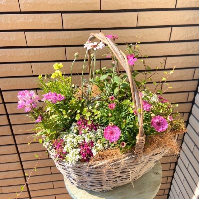 春のバスケット寄せ植え♪