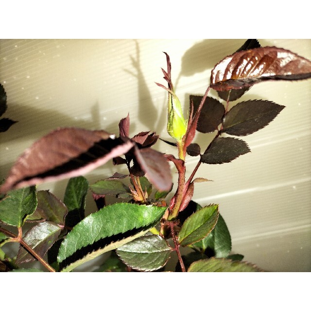🌼DA/ERバラ苗豪華切り花種🌼柔らかなクリームピンク🌼ロザリ○○🌼蕾付 ハンドメイドのフラワー/ガーデン(その他)の商品写真