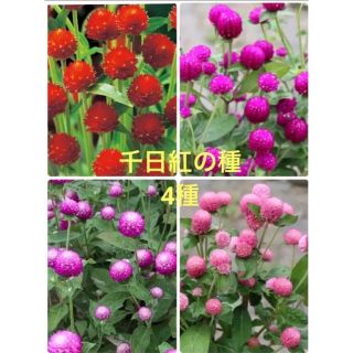 ❤︎花の種❤︎ 千日紅　4種　120粒(その他)