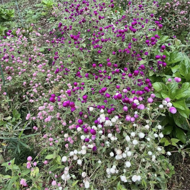❤︎花の種❤︎ 千日紅　5種　120粒 ハンドメイドのフラワー/ガーデン(その他)の商品写真
