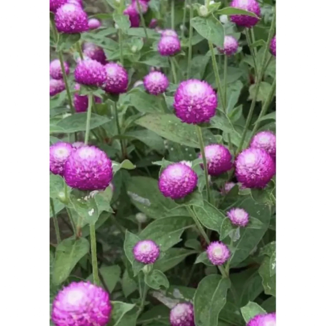 ❤︎花の種❤︎ 千日紅　5種　120粒 ハンドメイドのフラワー/ガーデン(その他)の商品写真