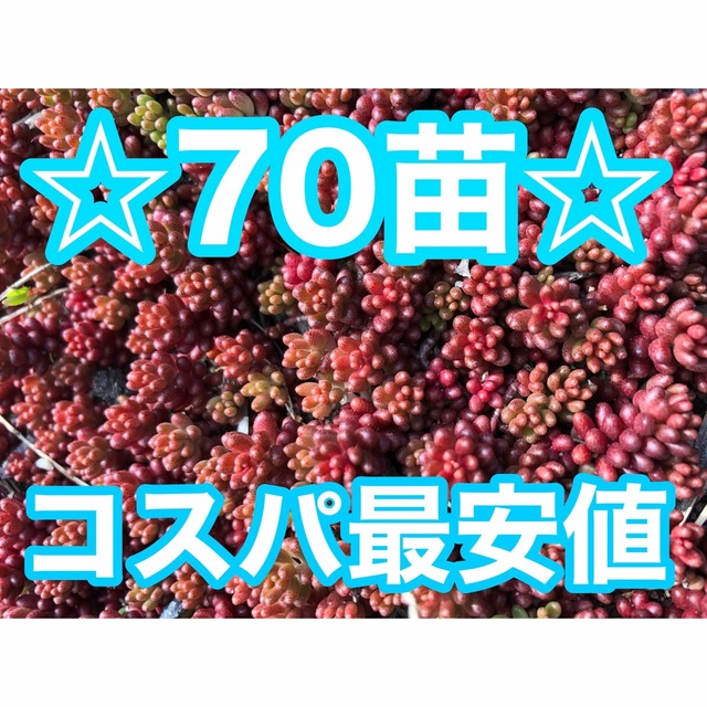 赤く紅葉する多肉植物　コーラルカーペット　苗70苗 即購入歓迎 ハンドメイドのフラワー/ガーデン(その他)の商品写真