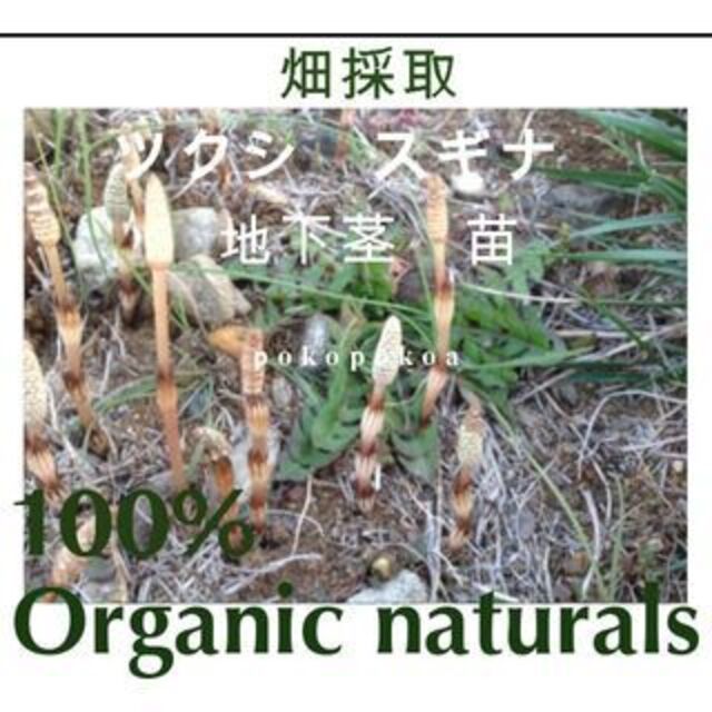 天然　スギナ　つくし　苗　地下茎　自然栽培　 天然 オーガニック　郵便 ハンドメイドのフラワー/ガーデン(その他)の商品写真