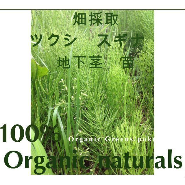 天然　スギナ　つくし　苗　地下茎　自然栽培　 天然 オーガニック　郵便 ハンドメイドのフラワー/ガーデン(その他)の商品写真