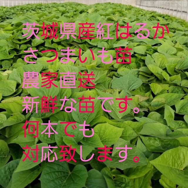 紅はるか苗®️20本4月上旬より順次発送正規販売店ウイルスフリー苗