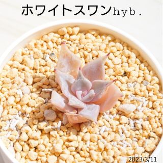 ホワイトスワンhyb. 多肉植物 韓国苗 レア(その他)