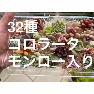 韓国苗　コロラータ入り　多肉弁当(その他)