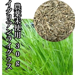 イタリアンライグラス　種　『チモシー　種』　ウサギ　30g(小動物)