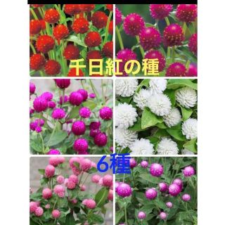 ❤︎花の種❤︎  千日紅　6種　120粒(その他)