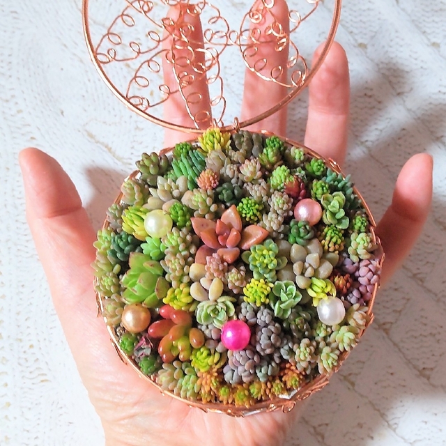 多肉植物の寄せ植え♡ちまちまワイヤーバスケット♡そのまま飾れる 多肉植物の寄せ植え♡ちまちまワイヤーバスケット♡そのまま飾れる