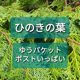 ひのきの葉  スワッグ/リース材/料理/ドライフラワー(その他)