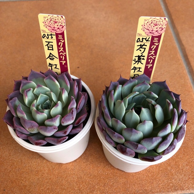 ミックスベリア 百合牡丹 芍薬牡丹 おらいさん苗 札付き ポット発送 ミックスベリア 百合牡丹 芍薬牡丹 おらいさん苗 札付き ポット発送