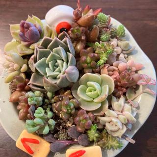 多肉植物　カット苗詰め合わせ　寄せ植えセット(その他)