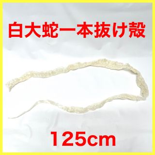 白蛇 蛇抜け殻 脱皮 一本抜け殻 大蛇 125cm(爬虫類/両生類用品)