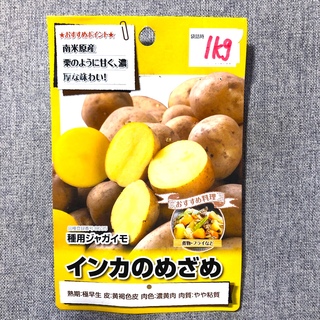 種芋　ジャガイモ インカのめざめ　約1kg まとめ売り(野菜)