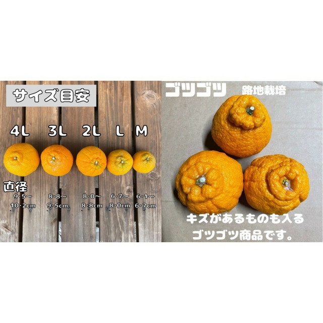 不知火 ゴツゴツ 良品4kg(デコポン) 食品/飲料/酒の食品(フルーツ)の商品写真