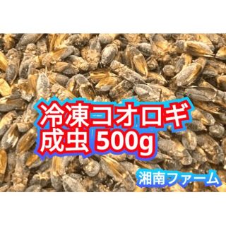 冷凍 コオロギ 脚部除去済 成虫羽あり500g冷凍保存用チャック袋入り(爬虫類/両生類用品)