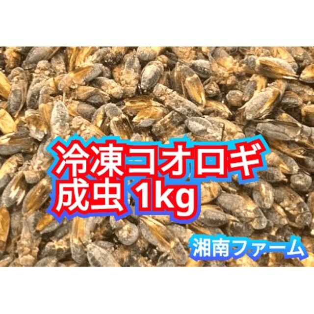 冷凍 コオロギ 脚部除去済 成虫羽あり1kg冷凍保存用チャック袋入り