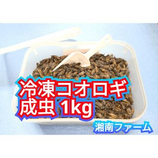 冷凍 コオロギ 脚部除去済 成虫羽あり1kg タッパー入り 氷スコップ付(爬虫類/両生類用品)